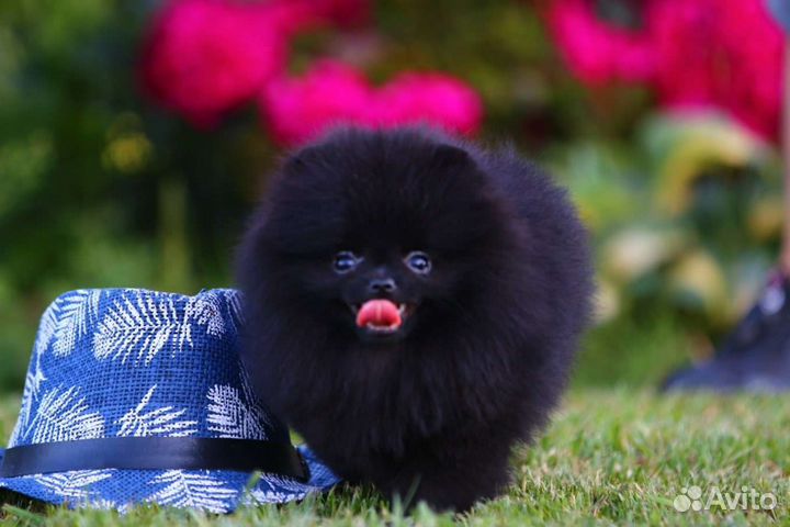 Померанский шпиц мини