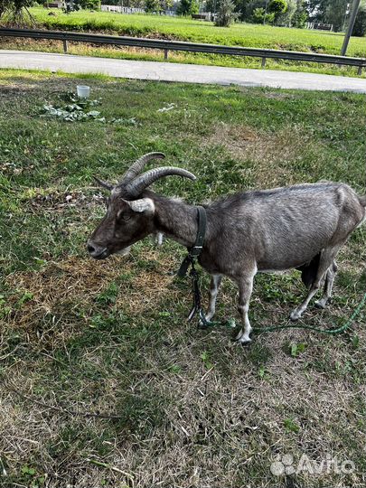 Продаю Козу