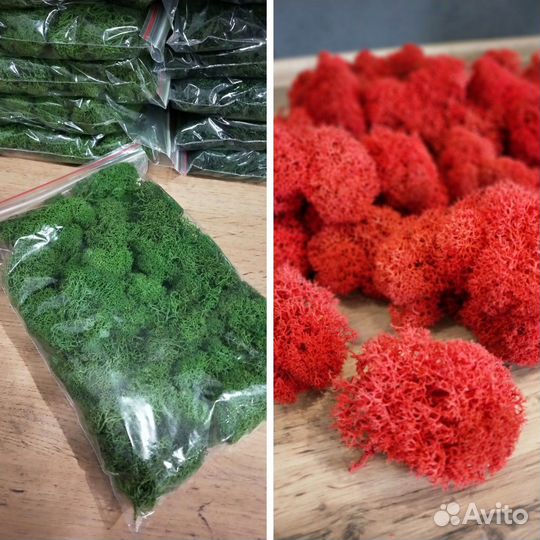 Стабилизированный мох в пакетах по 100г