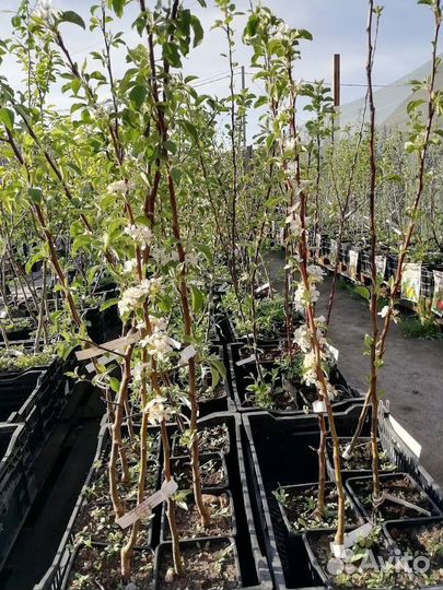 Саженцы яблонь Осеннего созревания