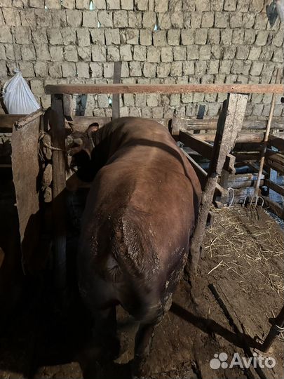 Бычки на мясо