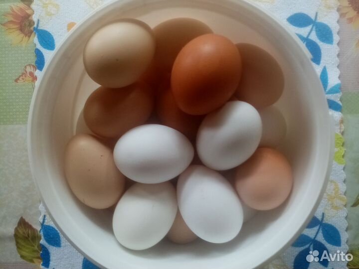 Домашние куриные яйца