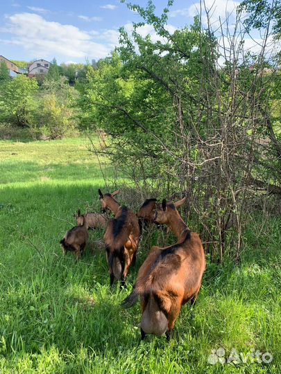 Чешские козочки и козлики