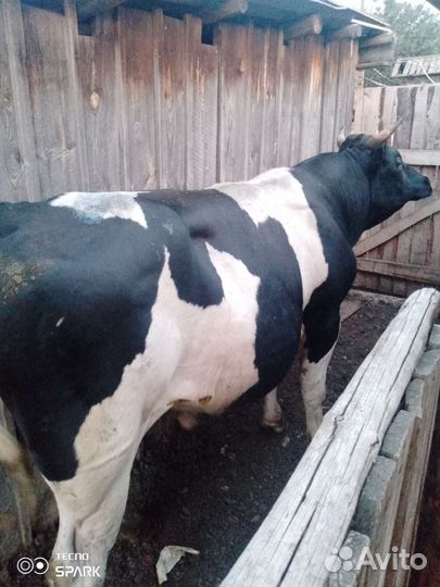 Быки на мясо, корова