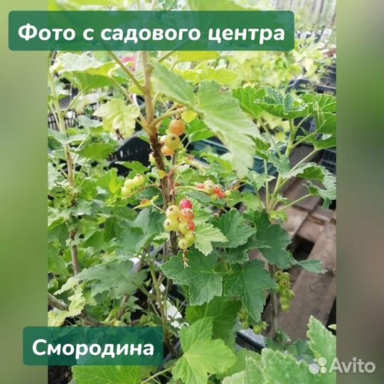 Саженцы в ассортименте