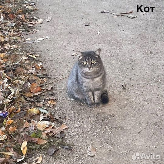 Красивый кот в добрые руки
