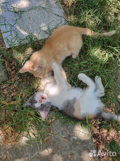 Котята в добрые руки бесплатно