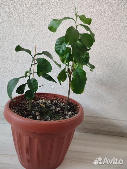 Лимонное дерево отдам