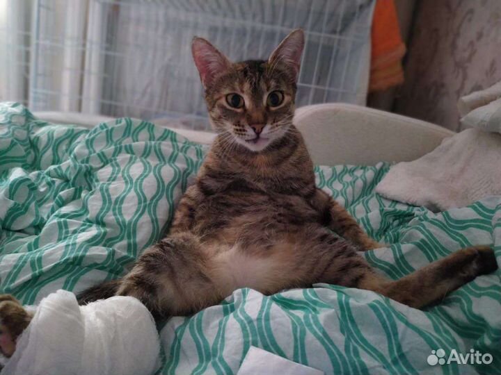 Кошка инвалид Бусинка, 3 года