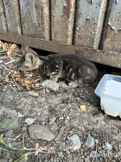 Котята ищут дом