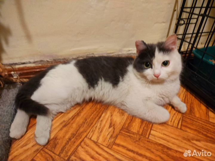 Ласковая кошечка