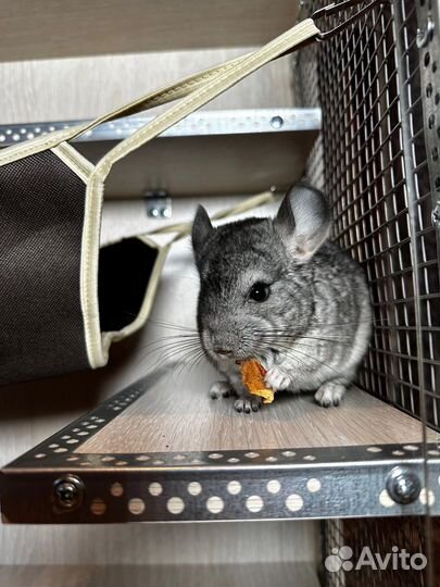 Витрина новая для шиншиллы