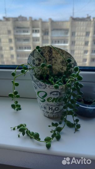 Суккуленты. Детки