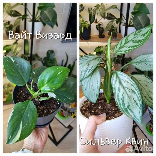 Филодендрон Вайт Визард, аглаонема Сильвер Квин