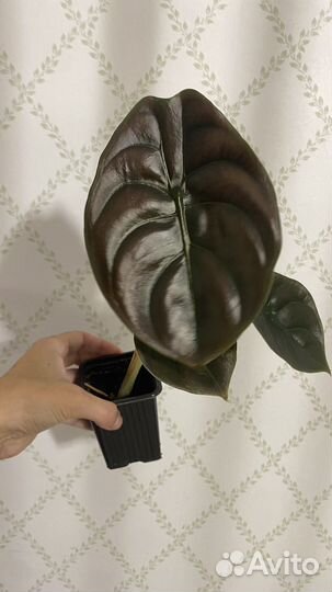 Алоказия медная