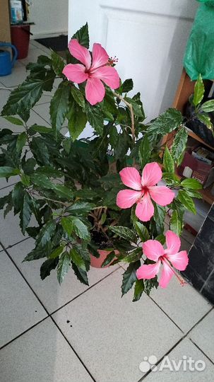 Герань и Гибискус розовый