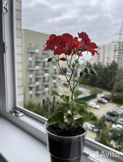 Герань пеларгония