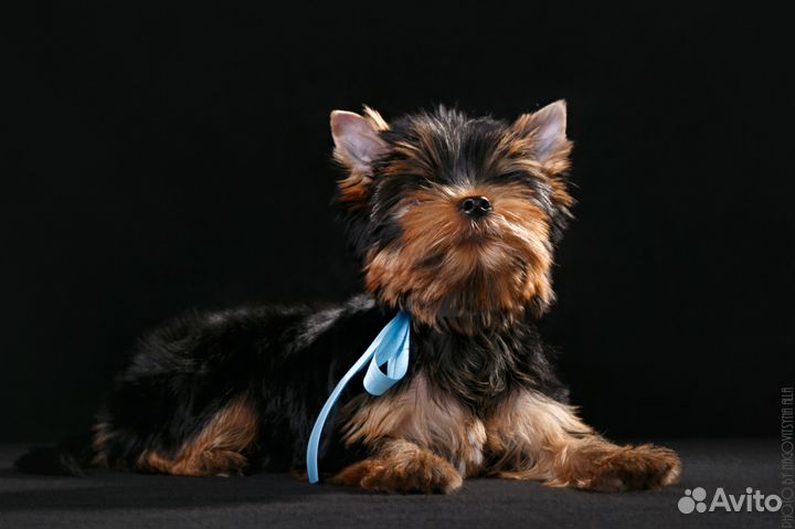 Йоркширский терьер