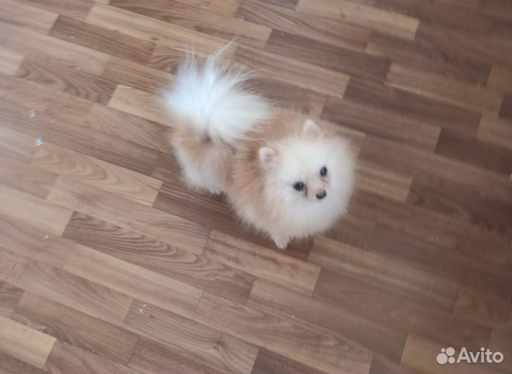 Померанский шпиц мини. Вязка