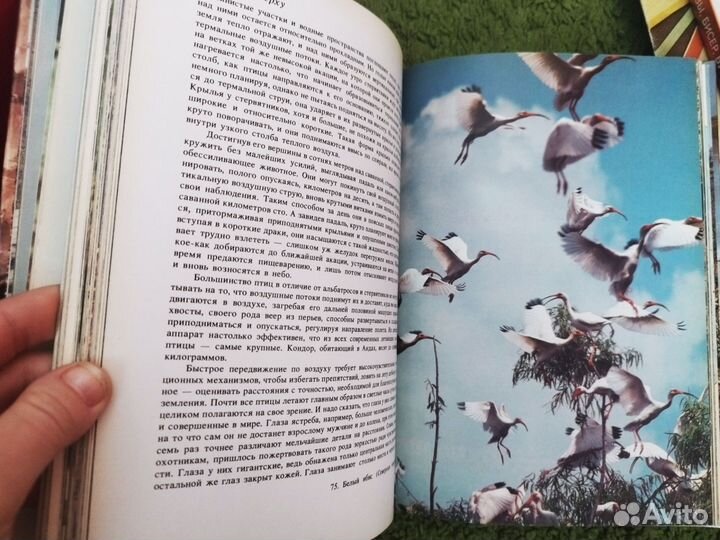 Книга Живая Планета Дэвид Эттенборо 1981