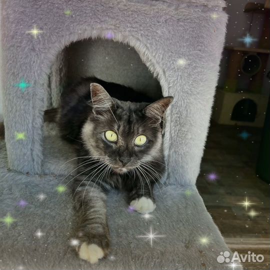 Кошка в хорошие руки