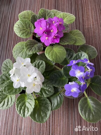 Лист фиалки сортовой