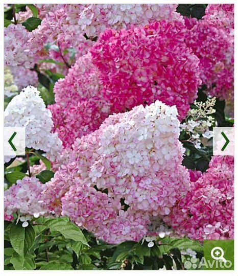 Гортензия в закрытом грунте