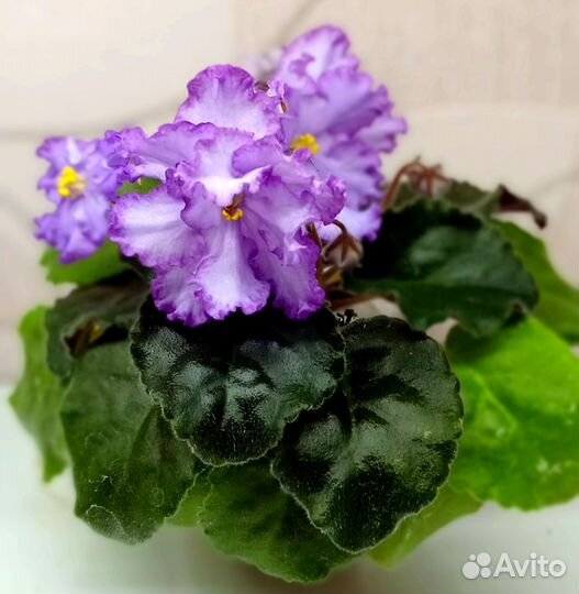 Фиалки сортовые (листовой черенок)