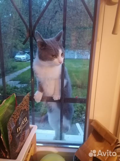 Котик, 9 мес., в добрые руки