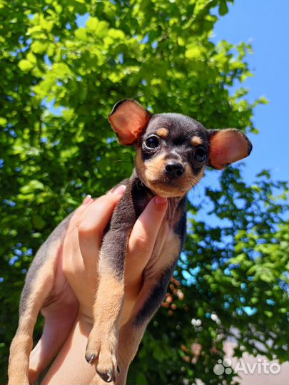 Той терьер (стандарт)