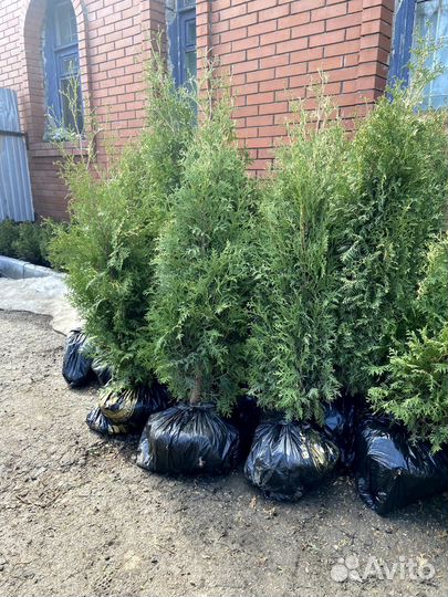 Туя западная смарагд