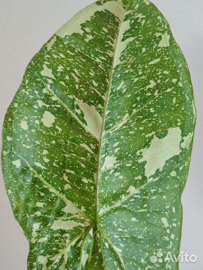 Сингониум Панда