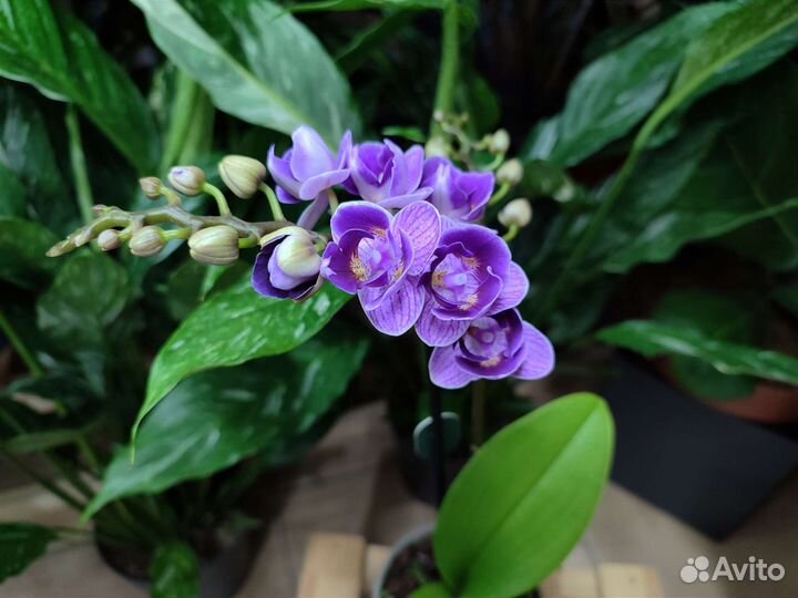 Орхидея Violet Queen пелор