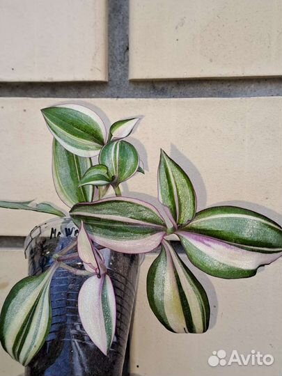 Традесканции сортовые