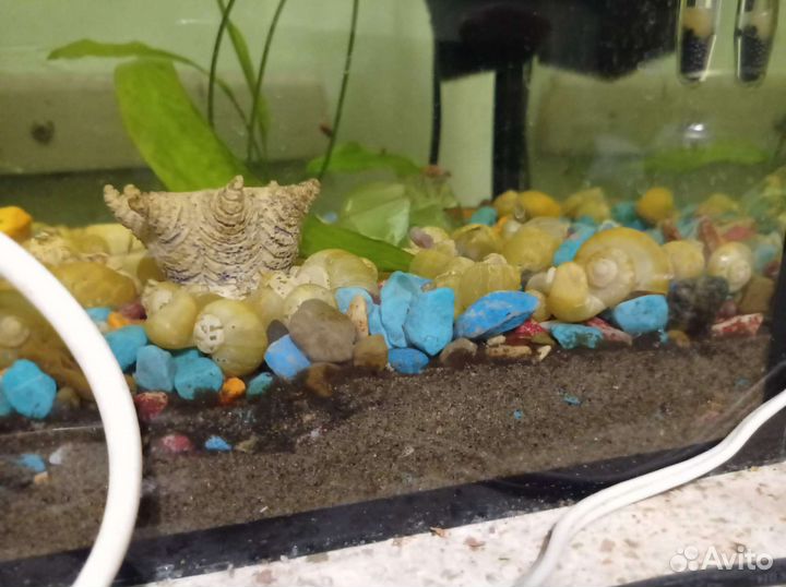 Аквариум