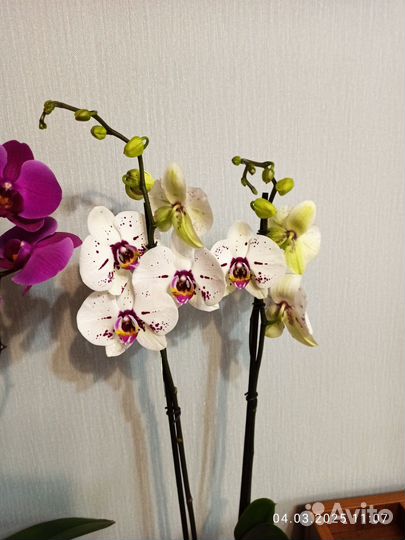 Орхидея фаленопсис,2 ствола