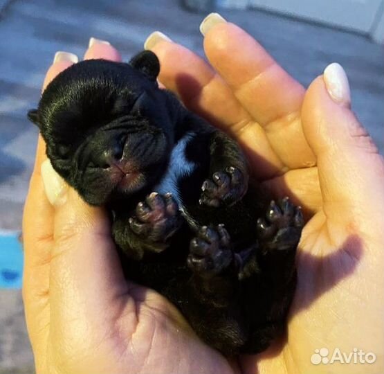 Щенок французского бульдога мальчик