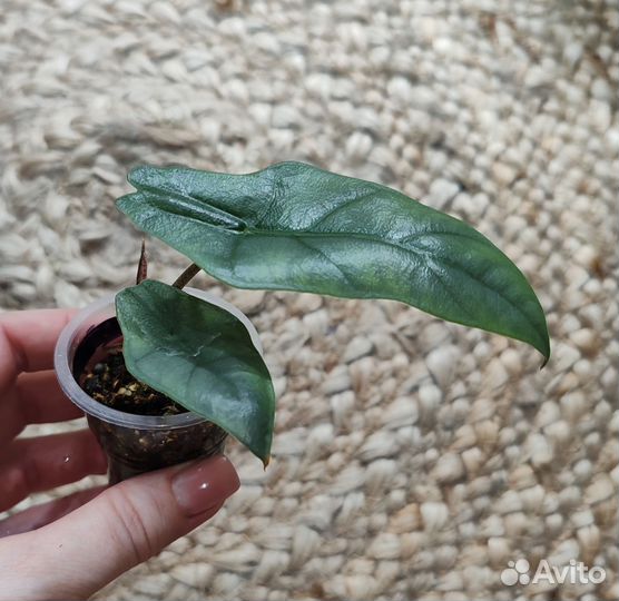 Алоказия хетерофилла