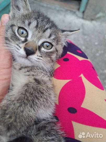 Котята бесплатно