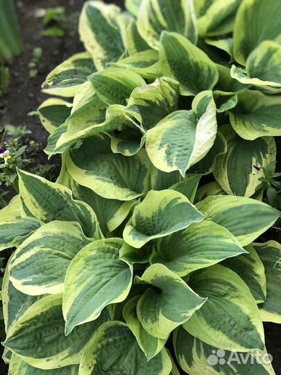 Многолетние садовые цветы