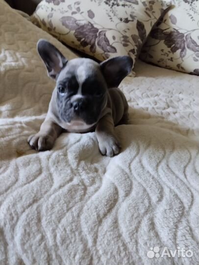 Щенки бульдожки