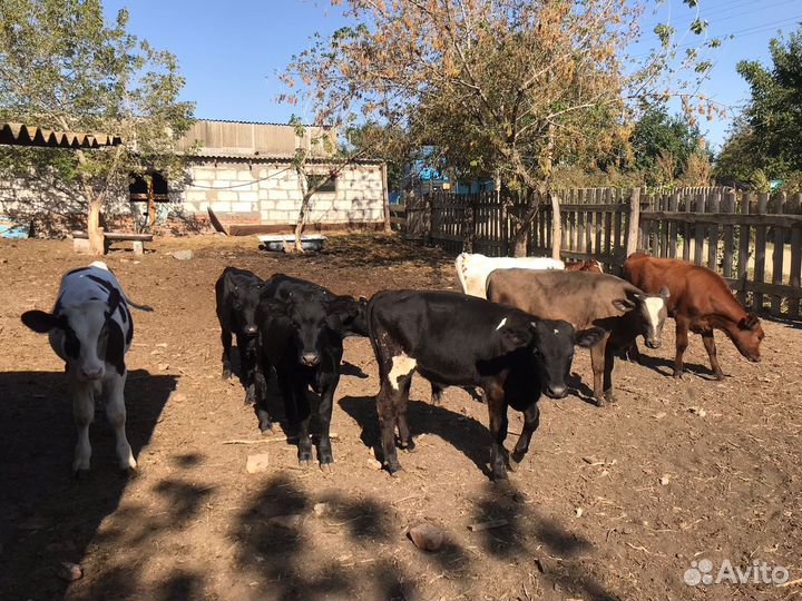 Телята бычки