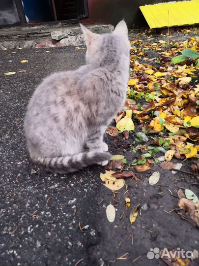 Кошка в дар