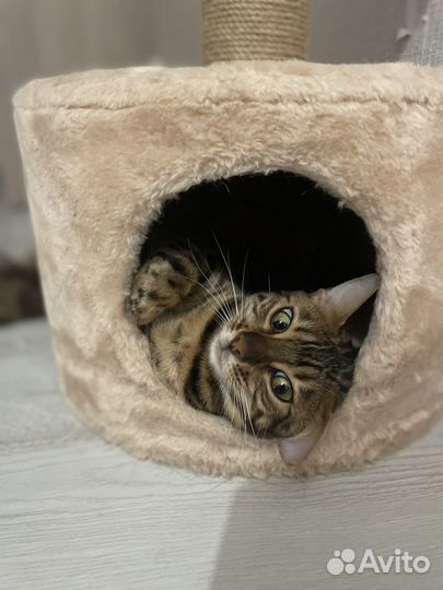 Бенгальская кошка в добрые руки