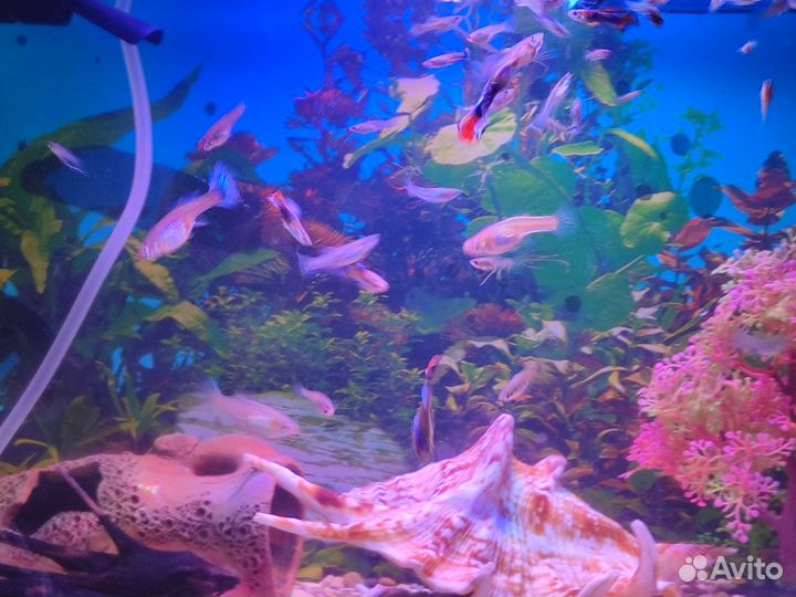 Гуппи аквариумные рыбки