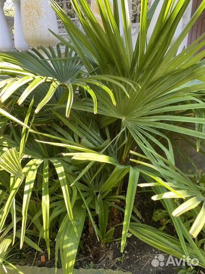 Пальмы веерные (трахикарпус) 15-150 см