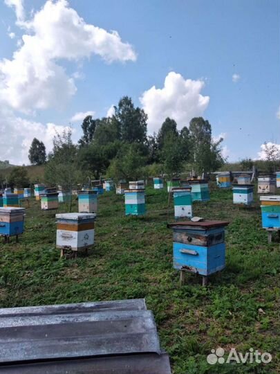 Мед с собственной пасеки