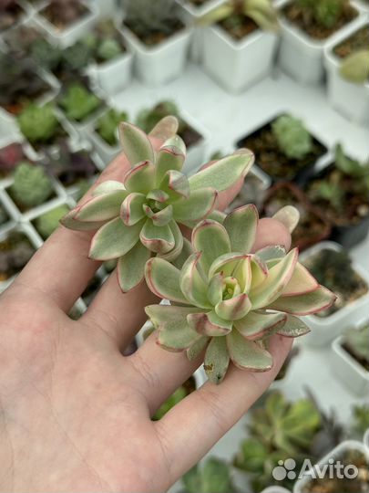 Суккуленты. Редкие сорта