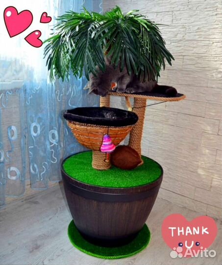 Пальма когтеточка