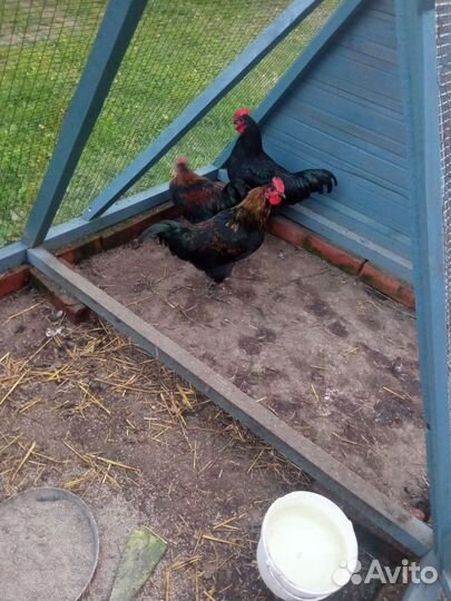 Куры петухи